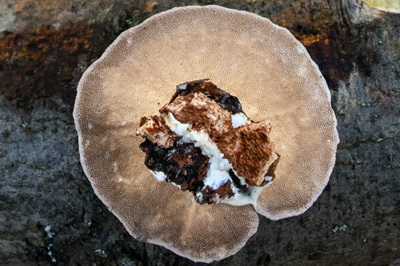 trametes-hirsuta3