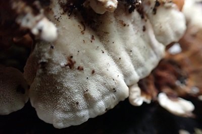 trametes-ochracea2