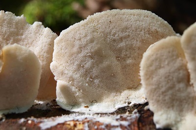 trametes-pubescens2