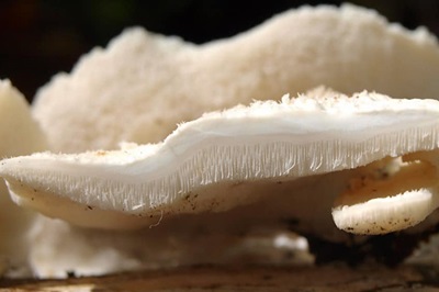 trametes-pubescens4