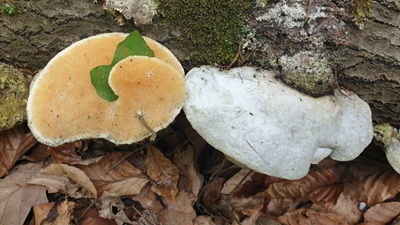 Trametes suaveolens
