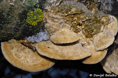 Trametes trogii