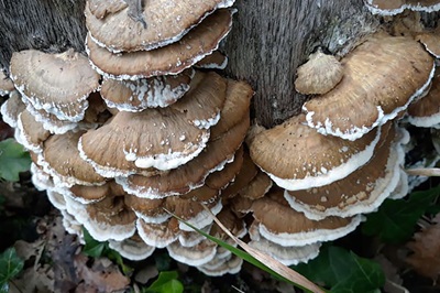 Trametopsis cervina