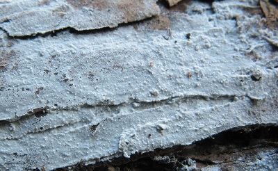 Trechispora cohaerens