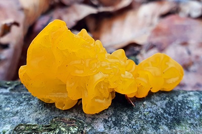Tremella aurantia