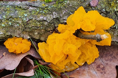 tremella-aurantia1