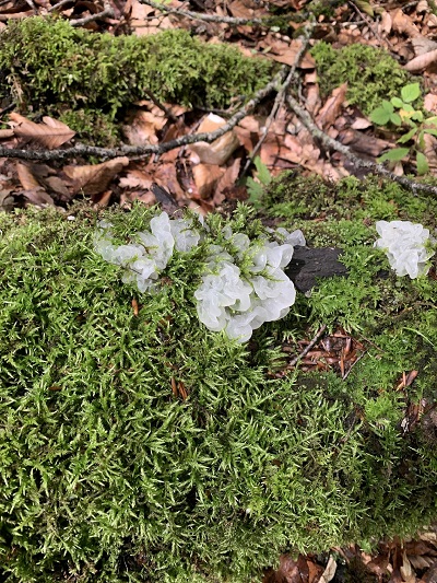 Tremella fuciformis