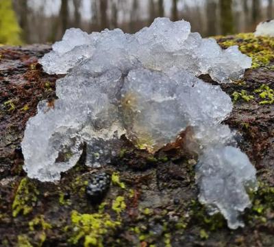 Tremella globispora