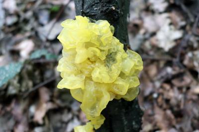 Tremella mesenterica