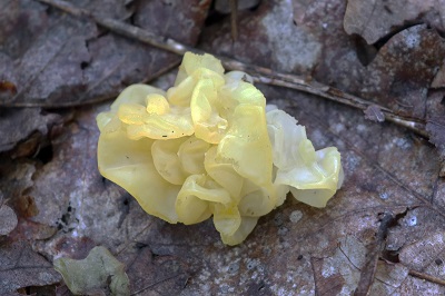tremella-mesenterica1