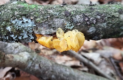 tremella-mesenterica2