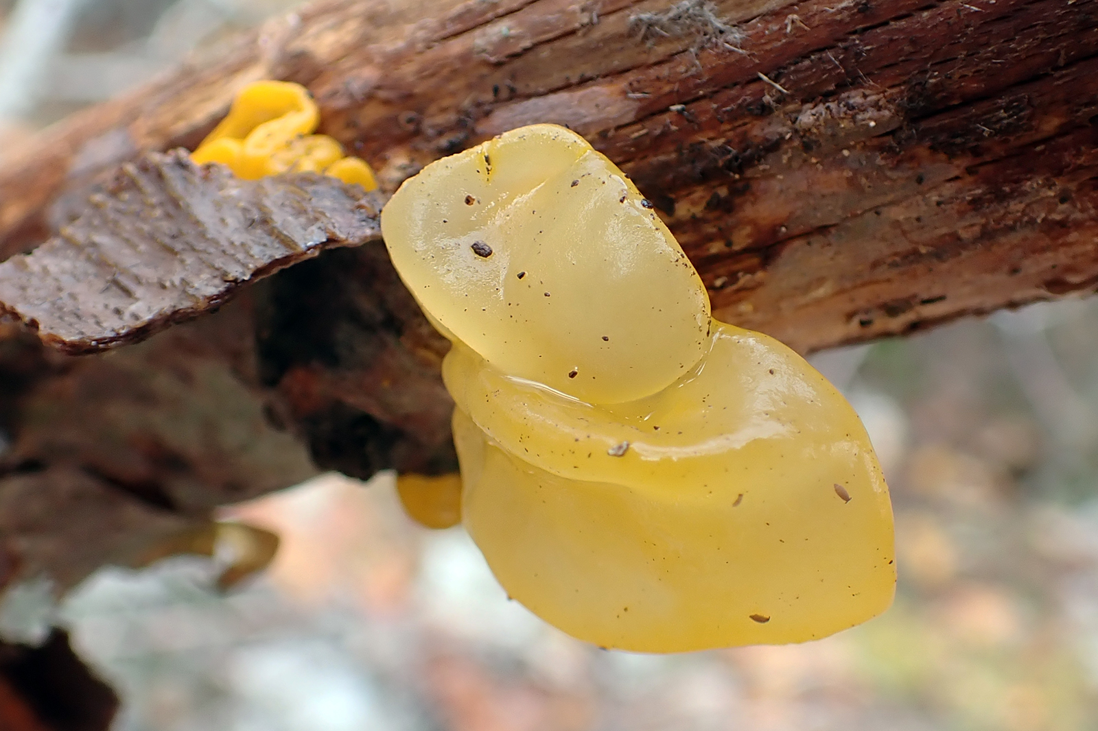 tremella-mesenterica3