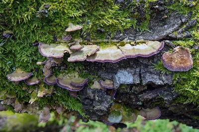 Trichaptum abietinum