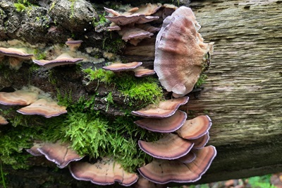 Trichaptum biforme