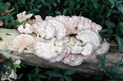 trichaptum-biforme1