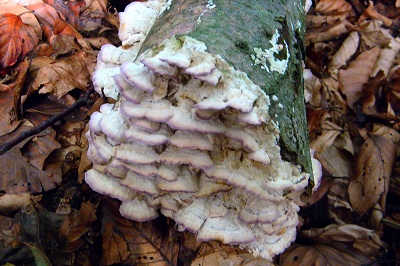 trichaptum-biforme2