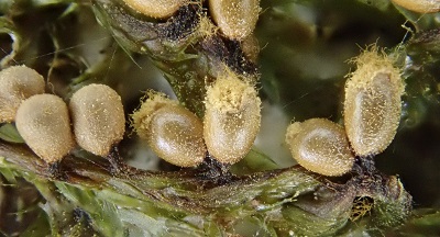 Trichia varia
