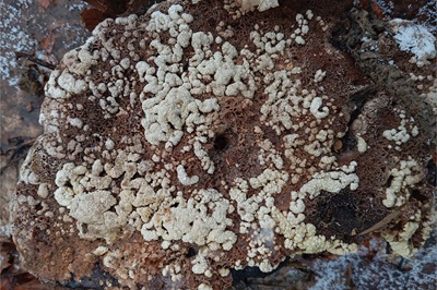trichoderma-pulvinatum1