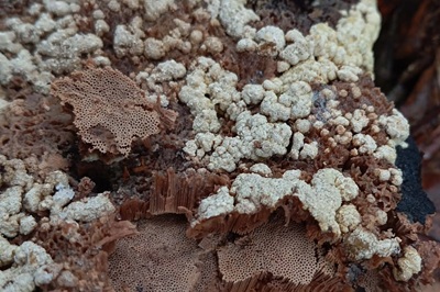 trichoderma-pulvinatum2