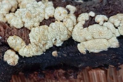 trichoderma-pulvinatum3