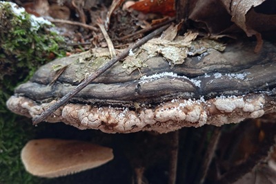 trichoderma-pulvinatum4