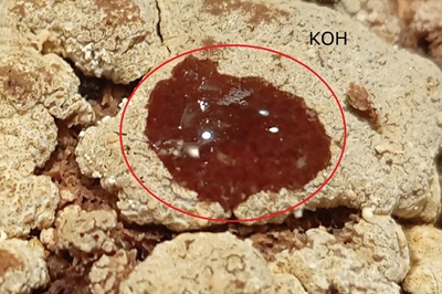 trichoderma-pulvinatum7