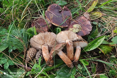 Tricholoma batschii