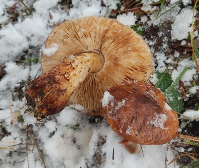 tricholoma-batschii1