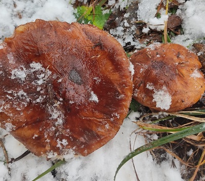 tricholoma-batschii2