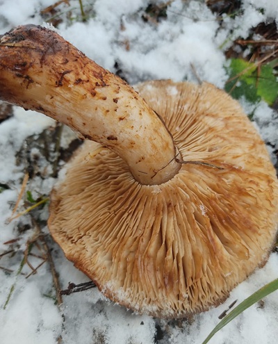 tricholoma-batschii3