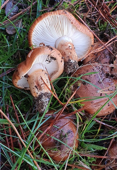 tricholoma-batschii4