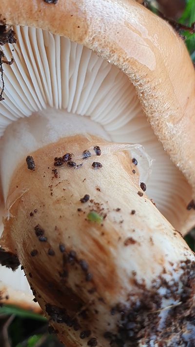 tricholoma-batschii5