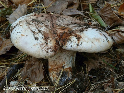 Tricholoma colossus