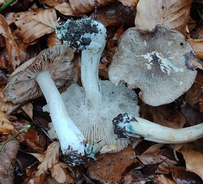 tricholoma-orirubens2