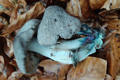 tricholoma-orirubens3