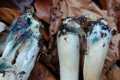 tricholoma-orirubens4