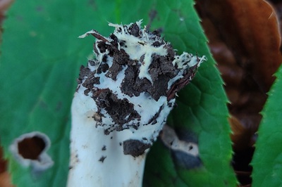 tricholoma-orirubens5