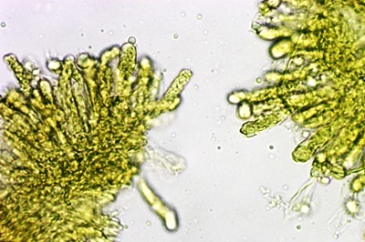 tricholoma-pardinum12