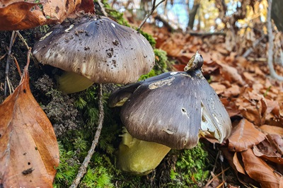 tricholoma-portentosum1