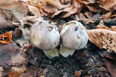 tricholoma-portentosum2