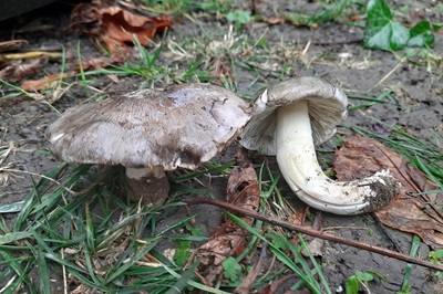 tricholoma-portentosum3