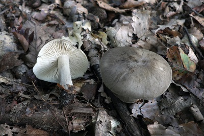 tricholoma-portentosum4