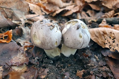 tricholoma-portentosum5
