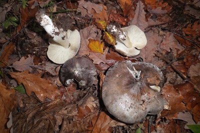 tricholoma-portentosum6
