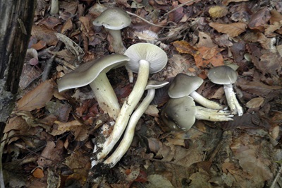 tricholoma-saponaceum2