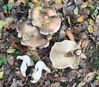 tricholoma-saponaceum3