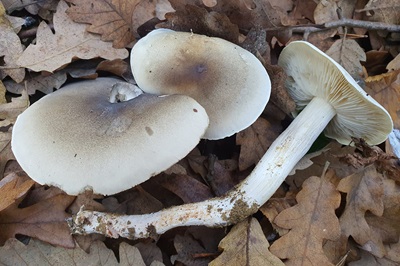 tricholoma-saponaceum4