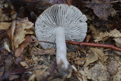 tricholoma-sciodes2