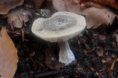 tricholoma-squarrulosum1
