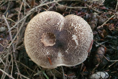 tricholoma-squarrulosum2